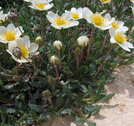 Dryas octopetala